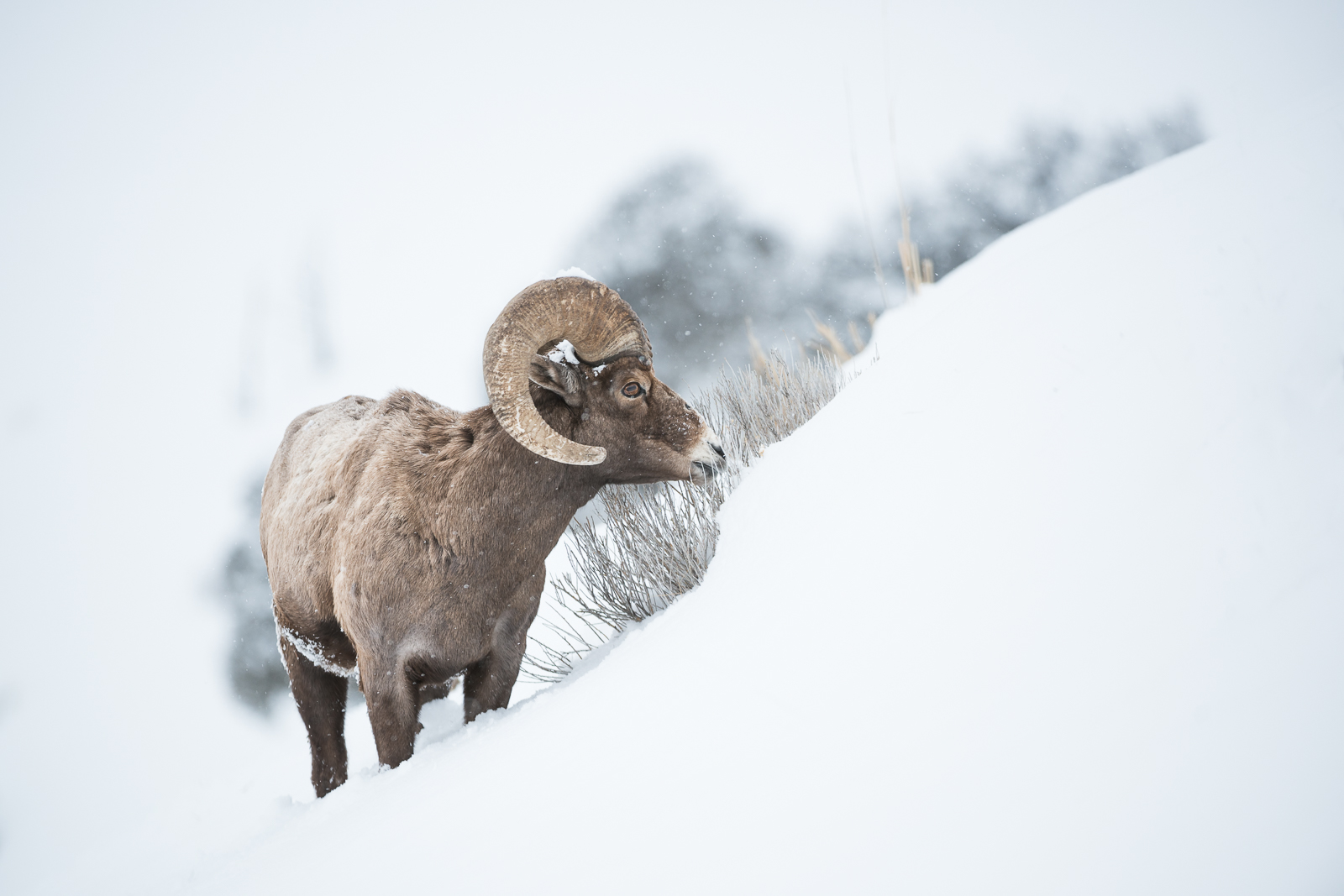 Bighorn Ram, Yellowstone National Park, Wyoming