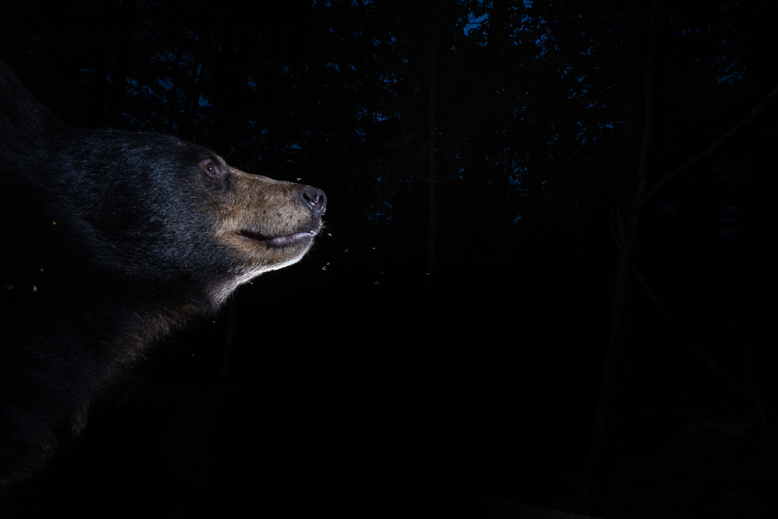 Black Bear, Farmington, Connecticut