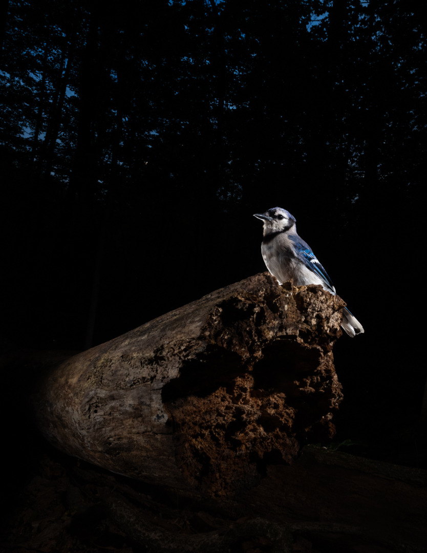 Blue Jay, Farmington, Connecticut