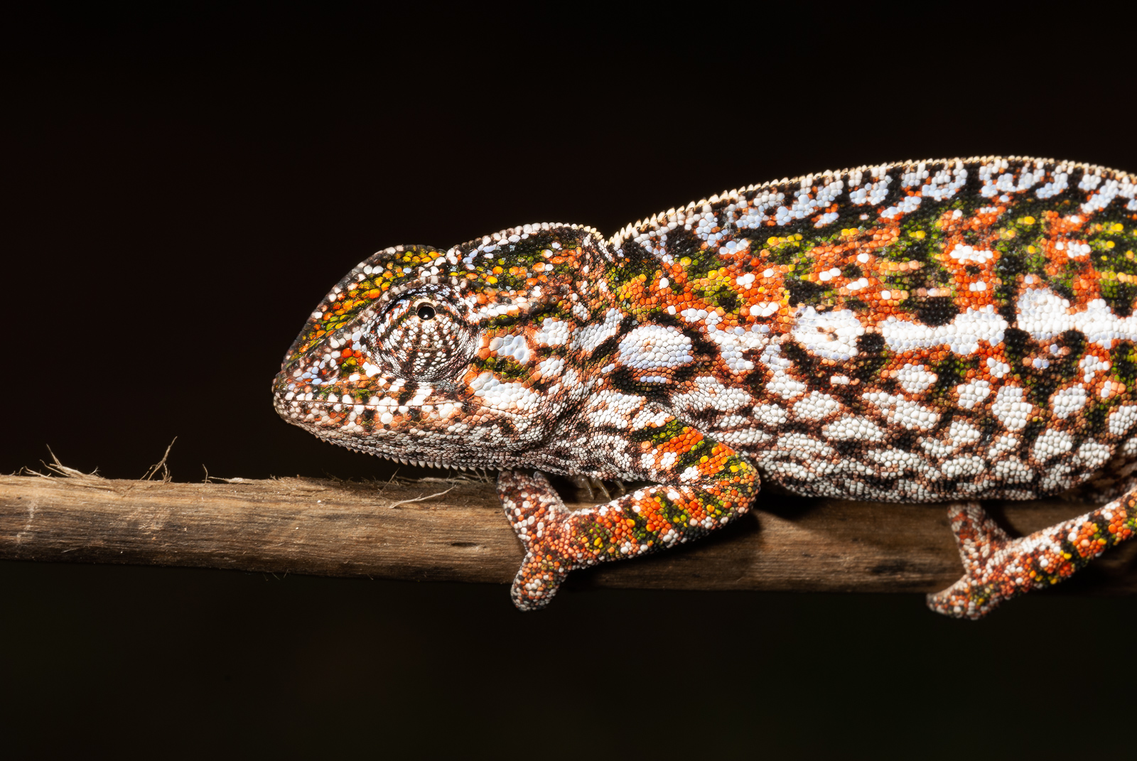 Carpet Chameleon, Madagascar