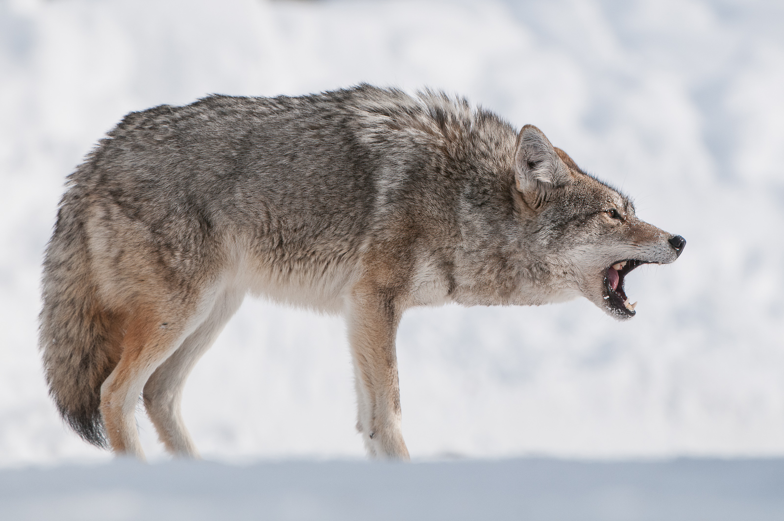 Coyote, Yellowstone National Park, Wyoming