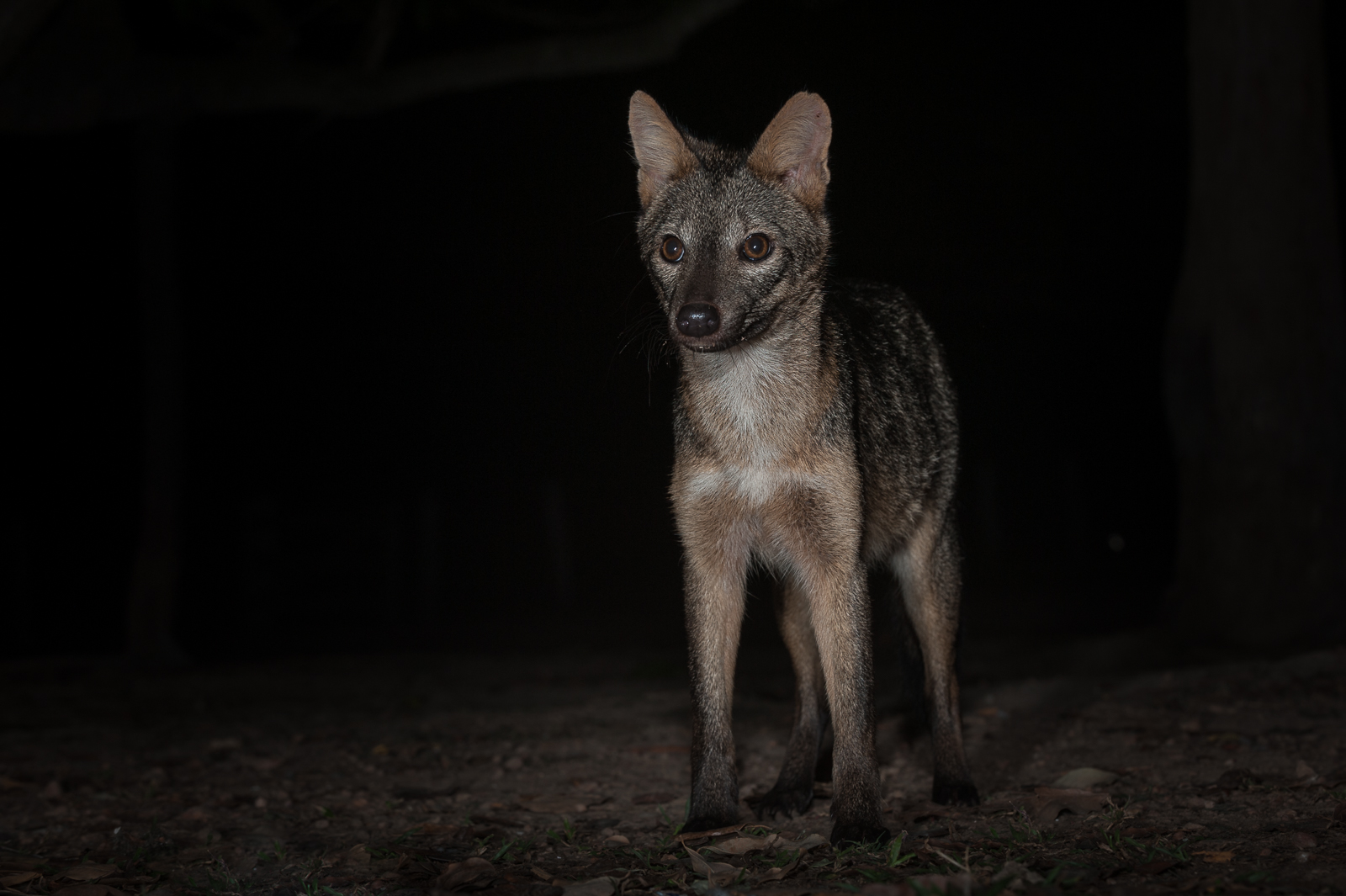 Crab-Eating Fox, Pantanal, Brazil