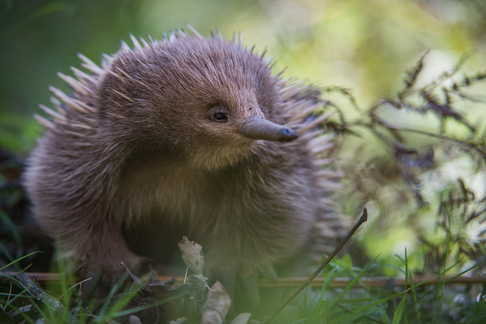 Short-Beaked Echidna, Tasmania, Australia
