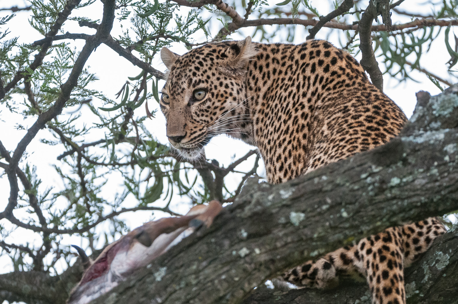 Leopard with Kill, Masai Mara, Kenya