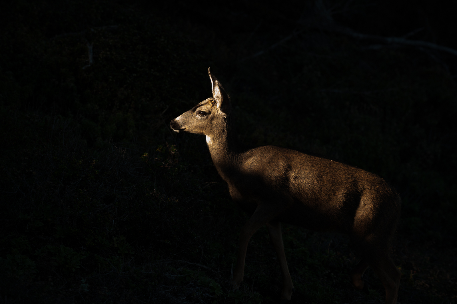 Black-Tailed Deer, Point Lobos State Reserve, California