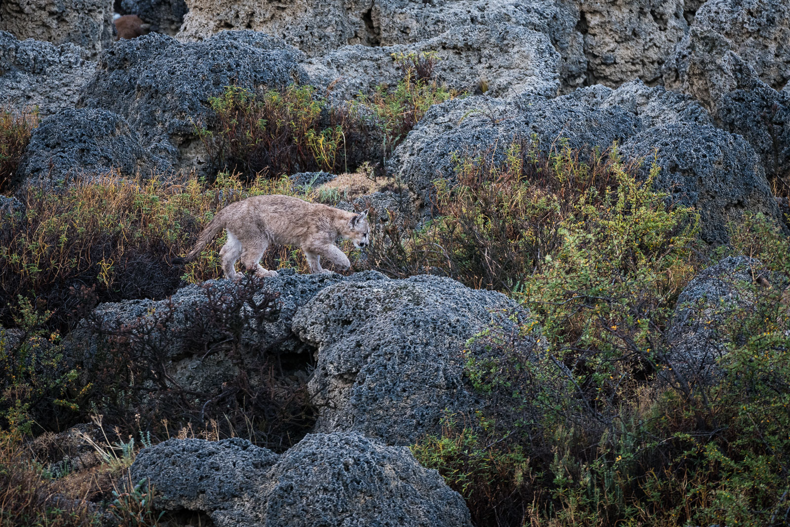 Puma Cub, Torres Del Paine National Park, Chile