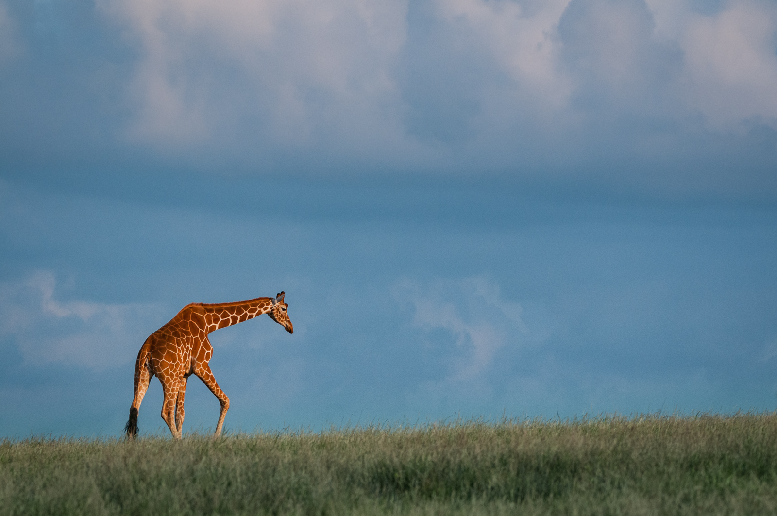 Reticulated Giraffe, Lewa, Kenya