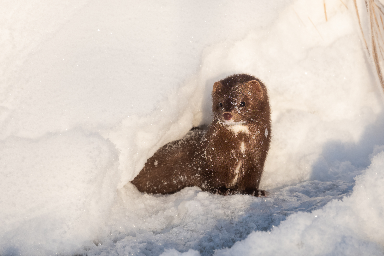 American Mink, northern Minnesota