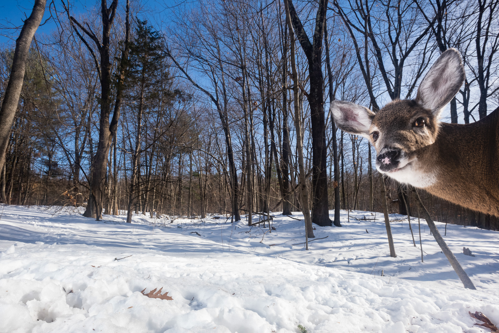 White-Tailed Deer, Farmington, Connecticut