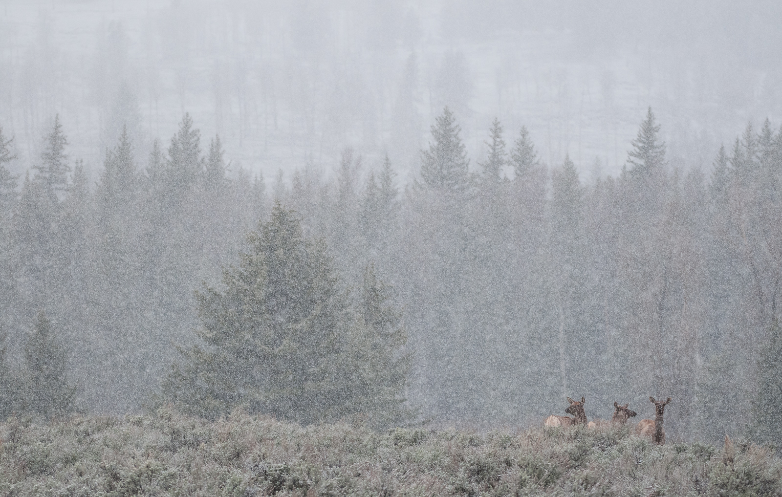 Elk in Snowstorm, Grand Teton National Park, Wyoming