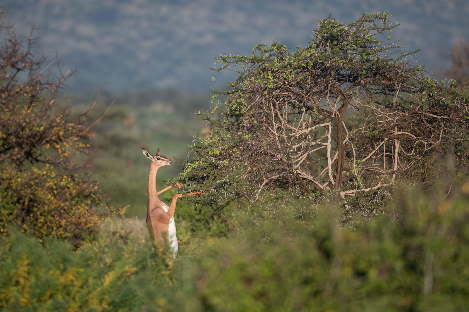 Female Gerenuk, Samburu, Kenya