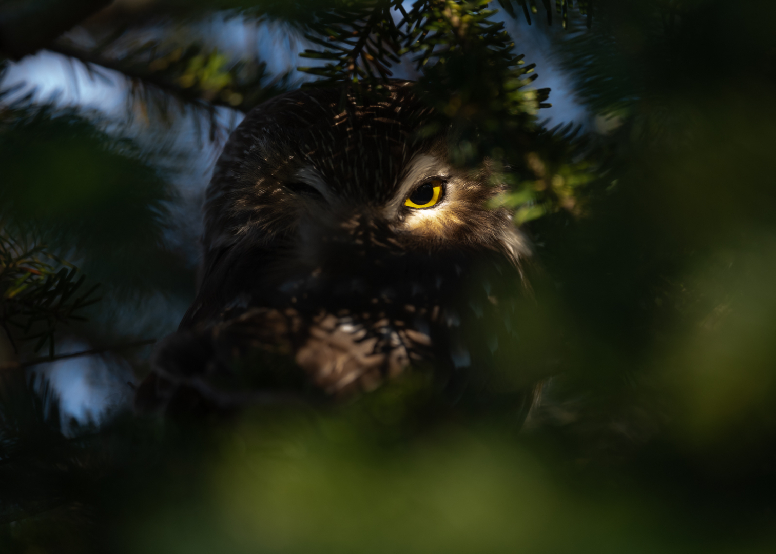 Saw-Whet Owl, Cheshire, Connecticut