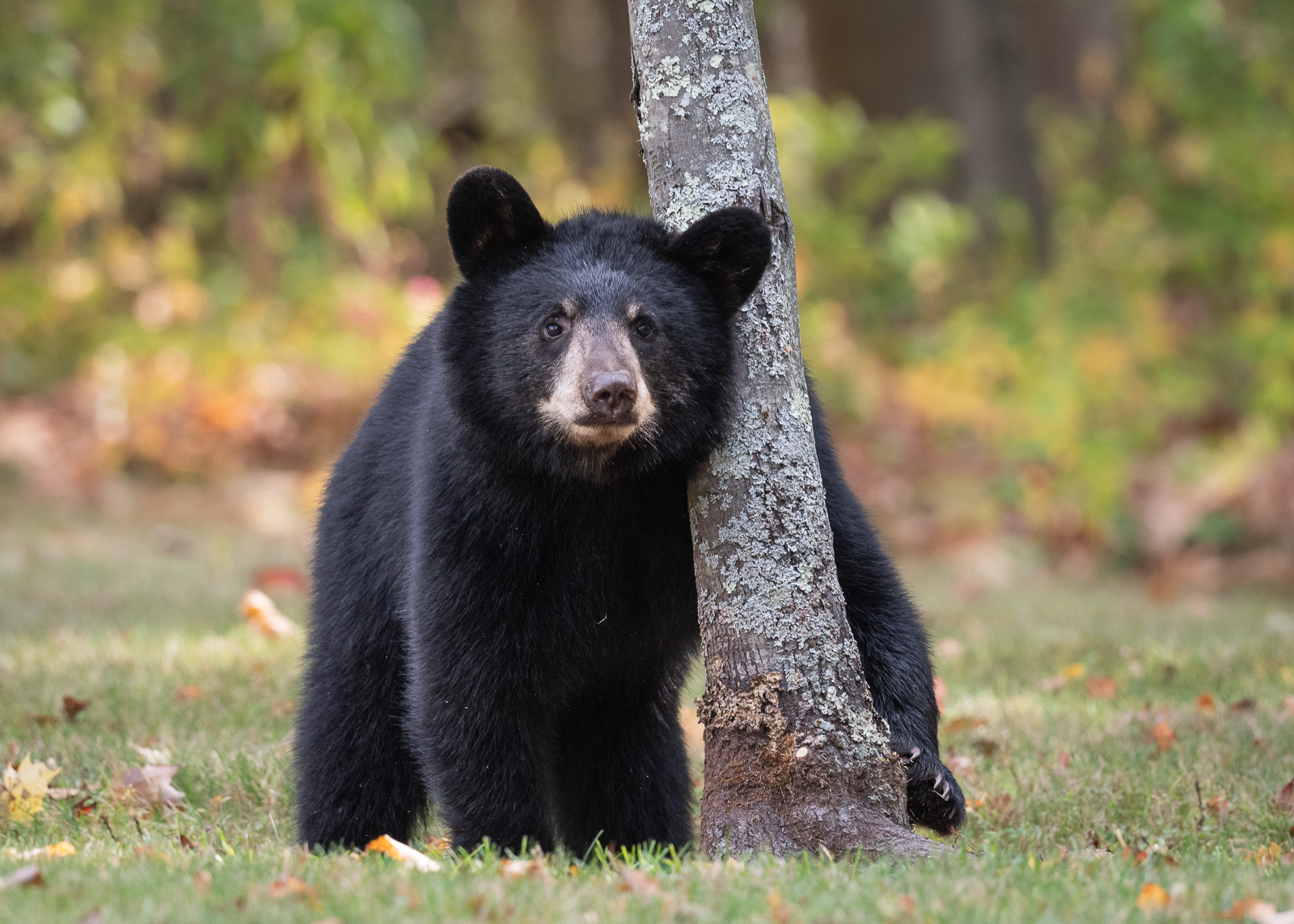 Black Bear, Farmington, Connecticut