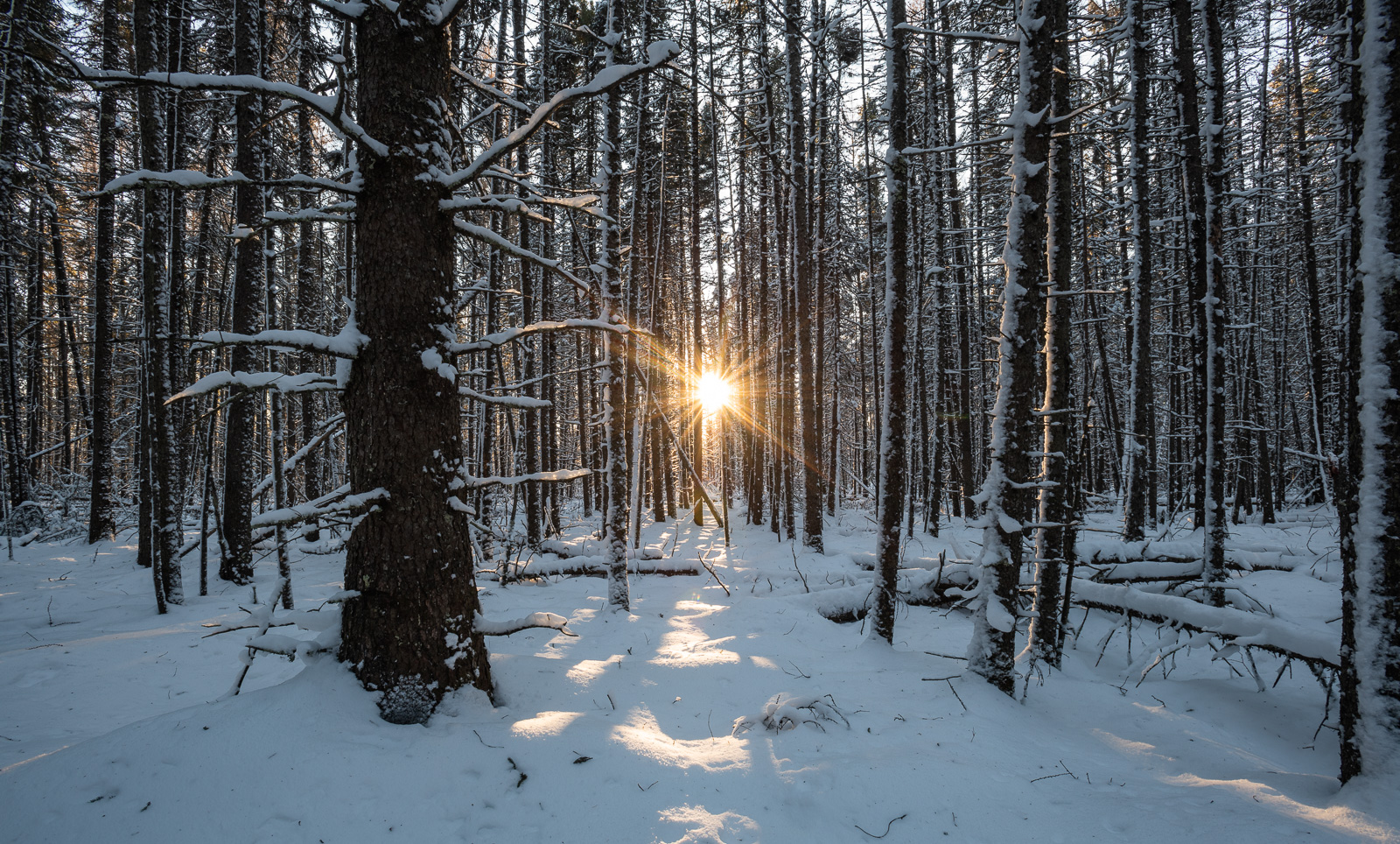 Bog Landscape, Northern Minnesota