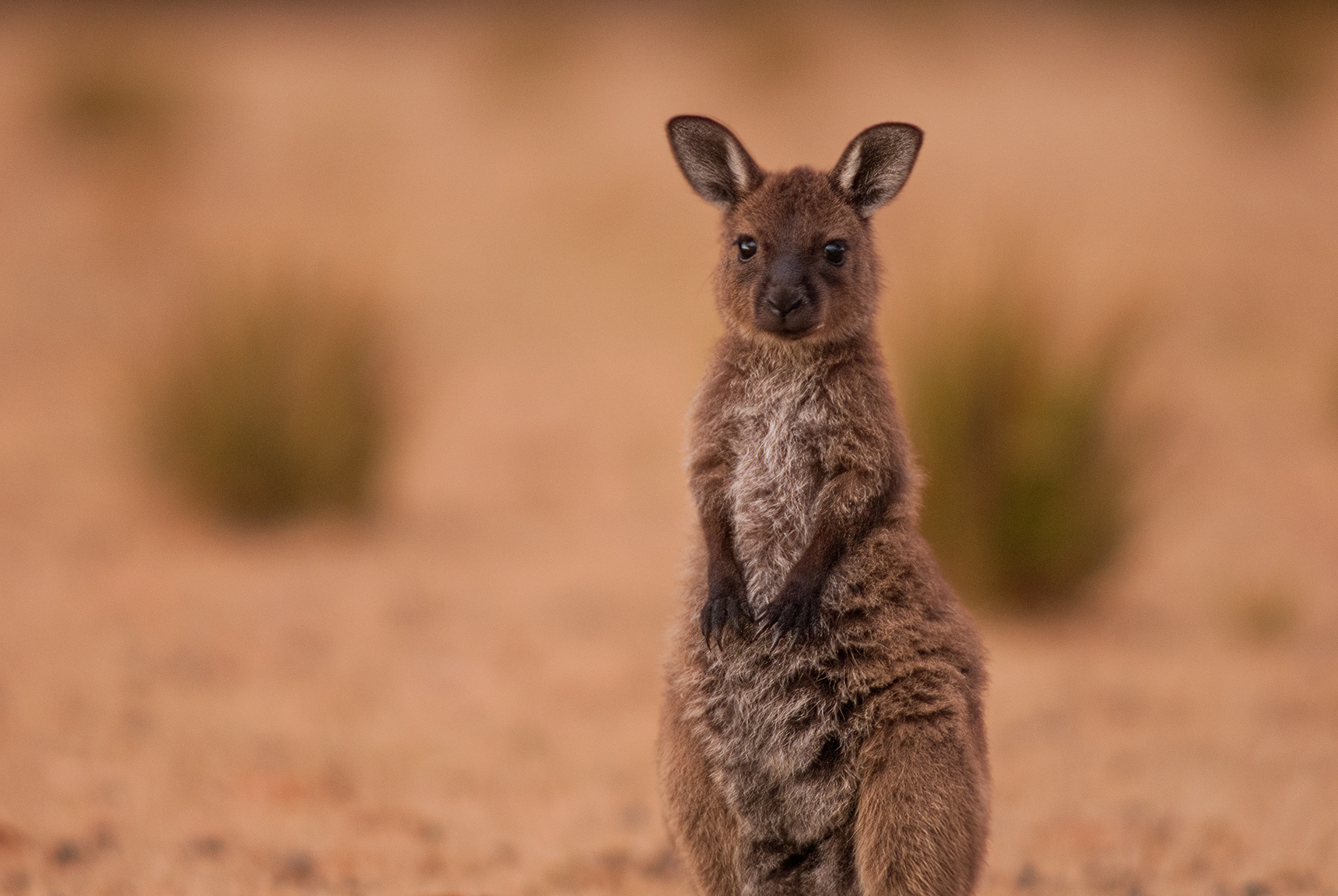 Eastern Grey Kangaroo, Kangaroo Island, South Australia