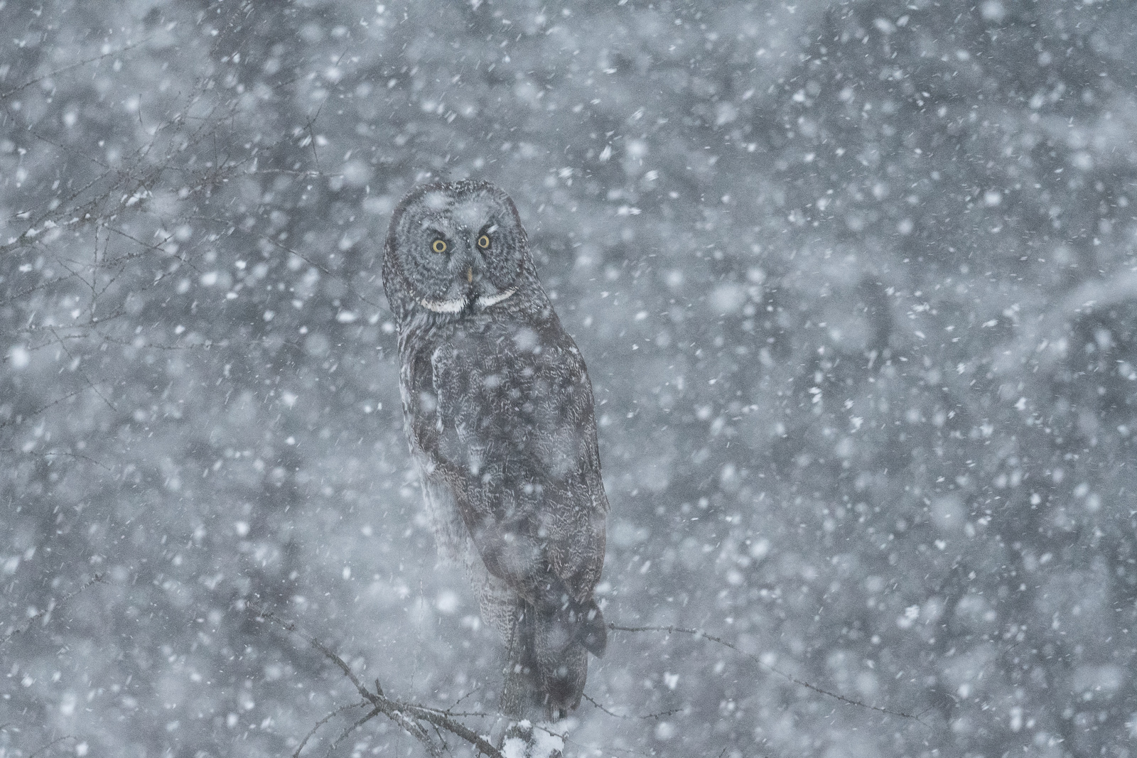 Great Gray Owl, Northern Minnesota