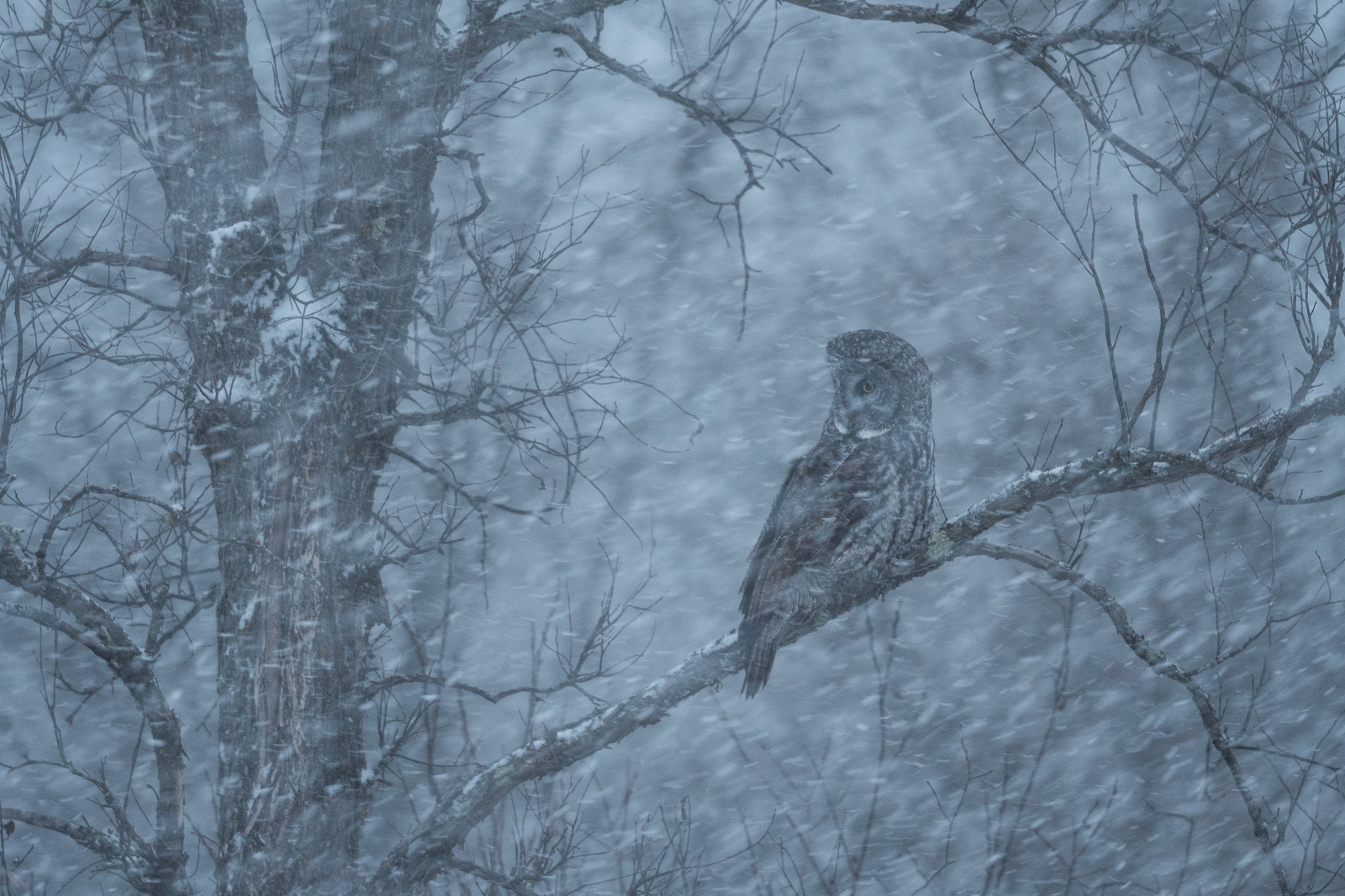 Great Gray Owl, Northern Minnesota