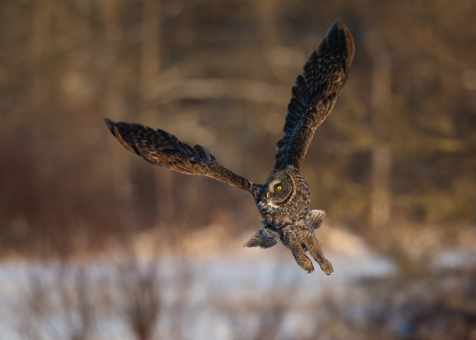 Great Gray Owl in Flight, Northern Minnesota