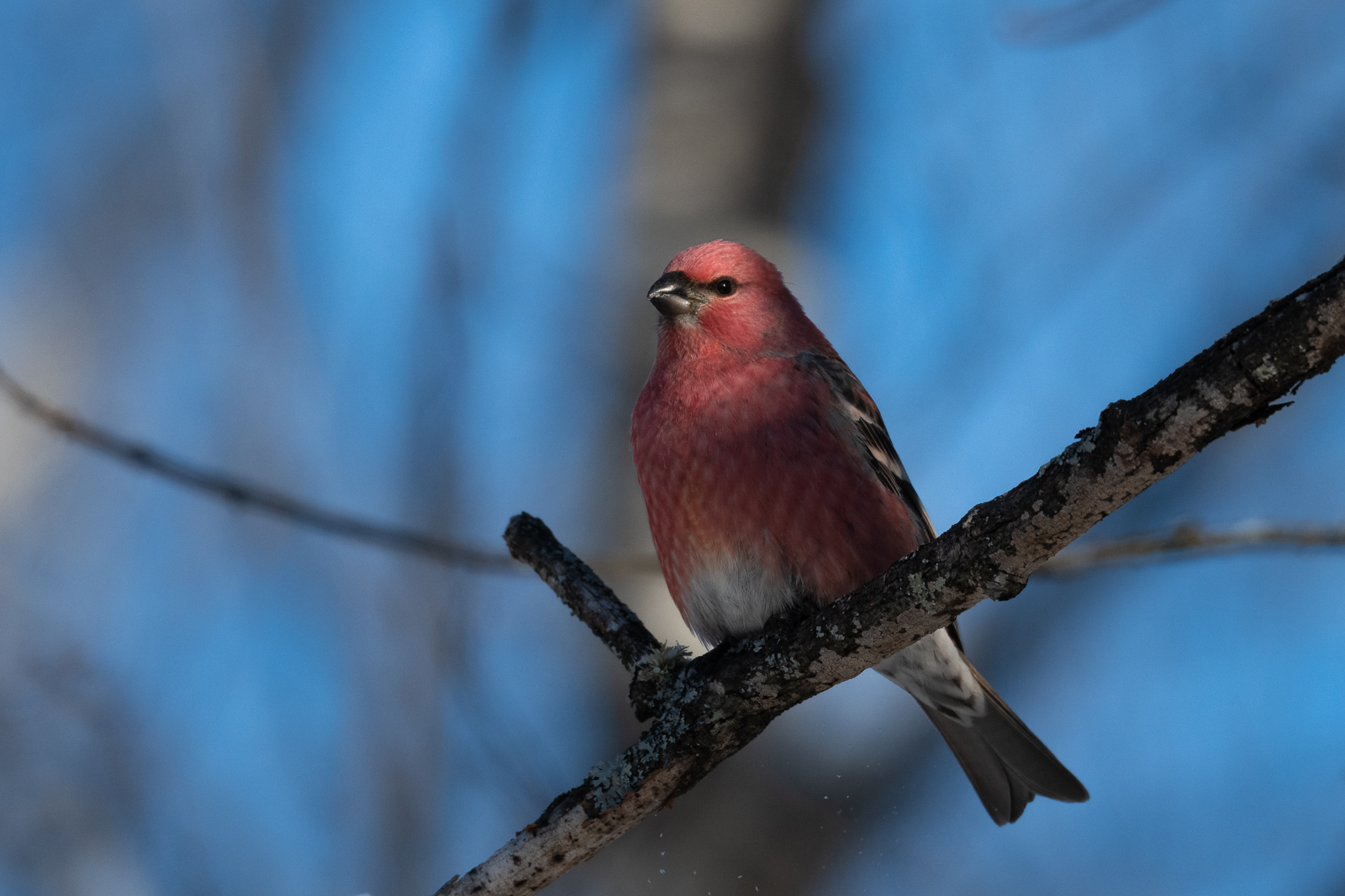 Male Pine Grosbeak, Northern Minnesota