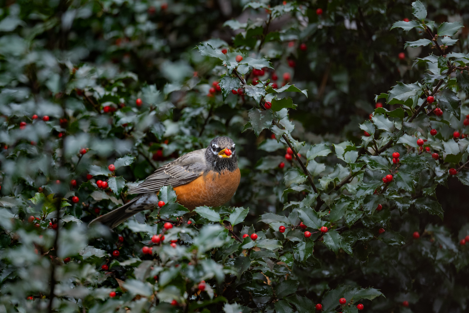 Robin in Holly Bush