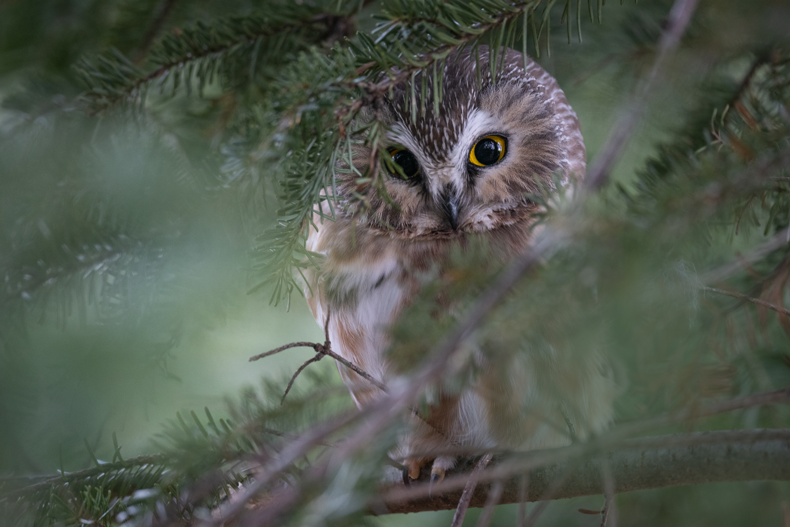 Saw-Whet Owl, Cheshire, Connecticut
