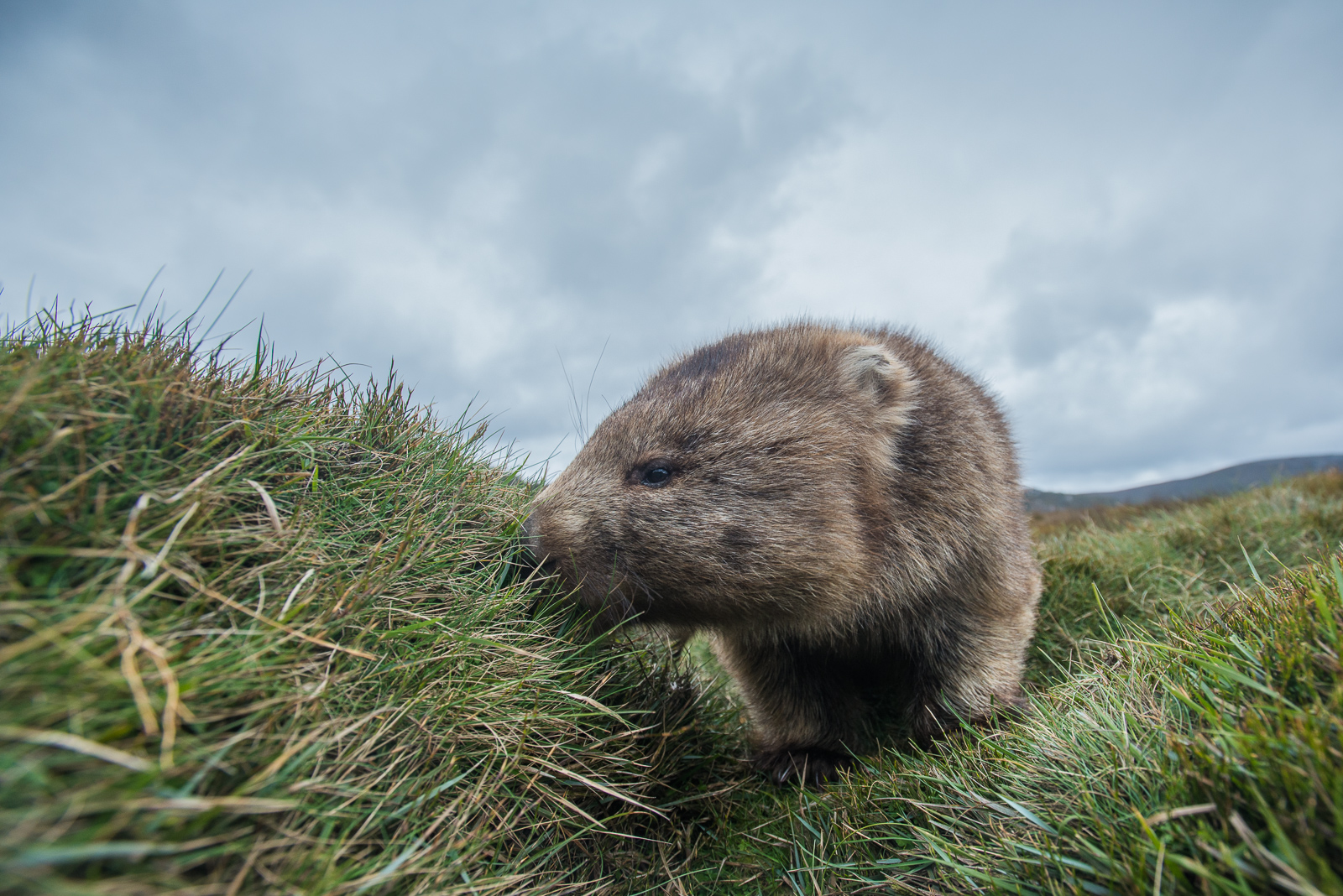 Wombat, Cradle Mountain National Park, Tasmania, Australia