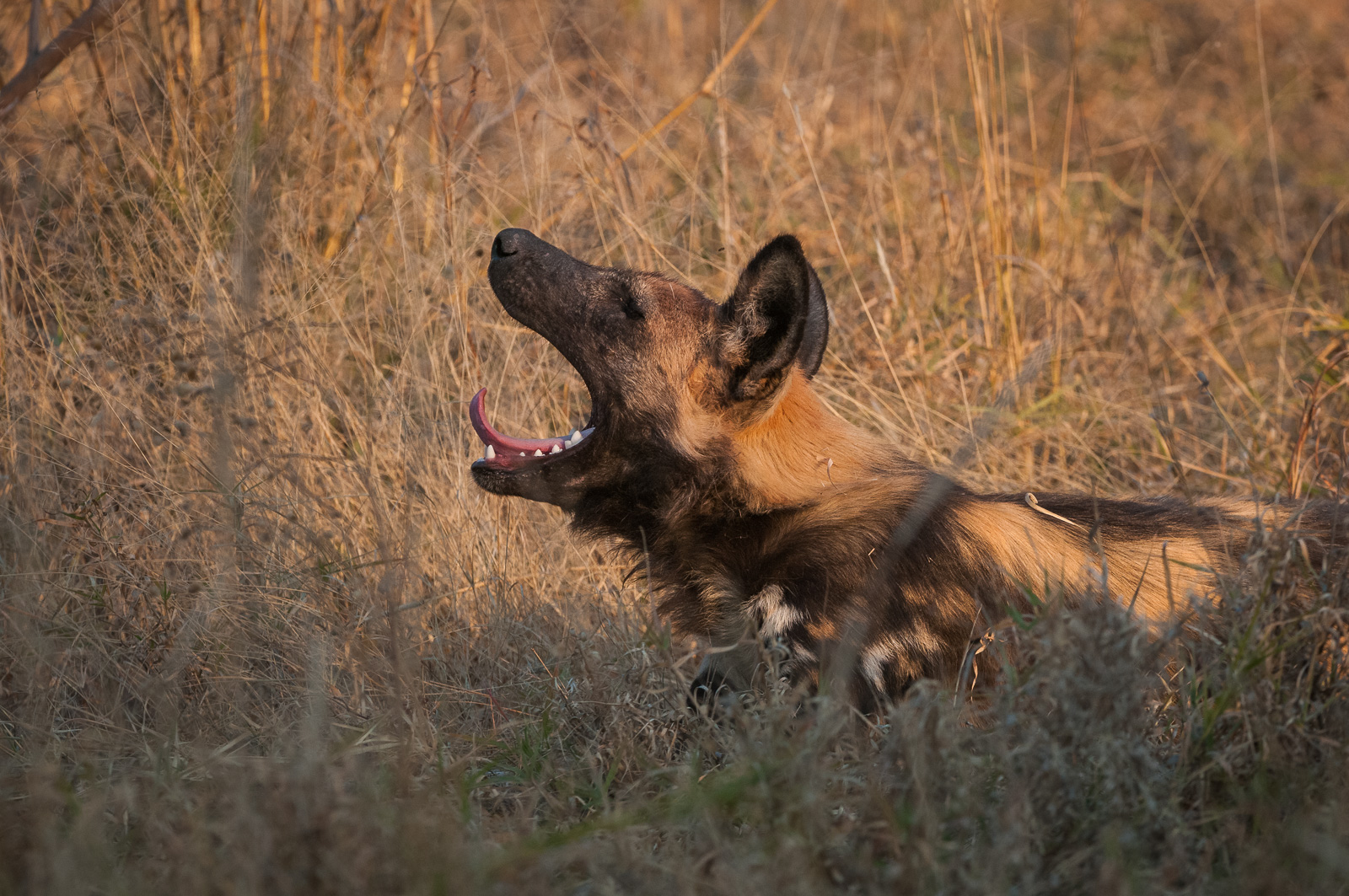 African Wild Dog, Linyanti, Botswana