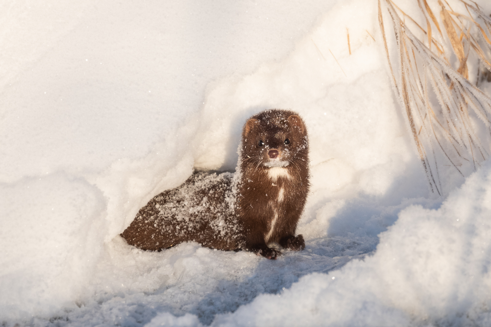 American Mink, northern Minnesota