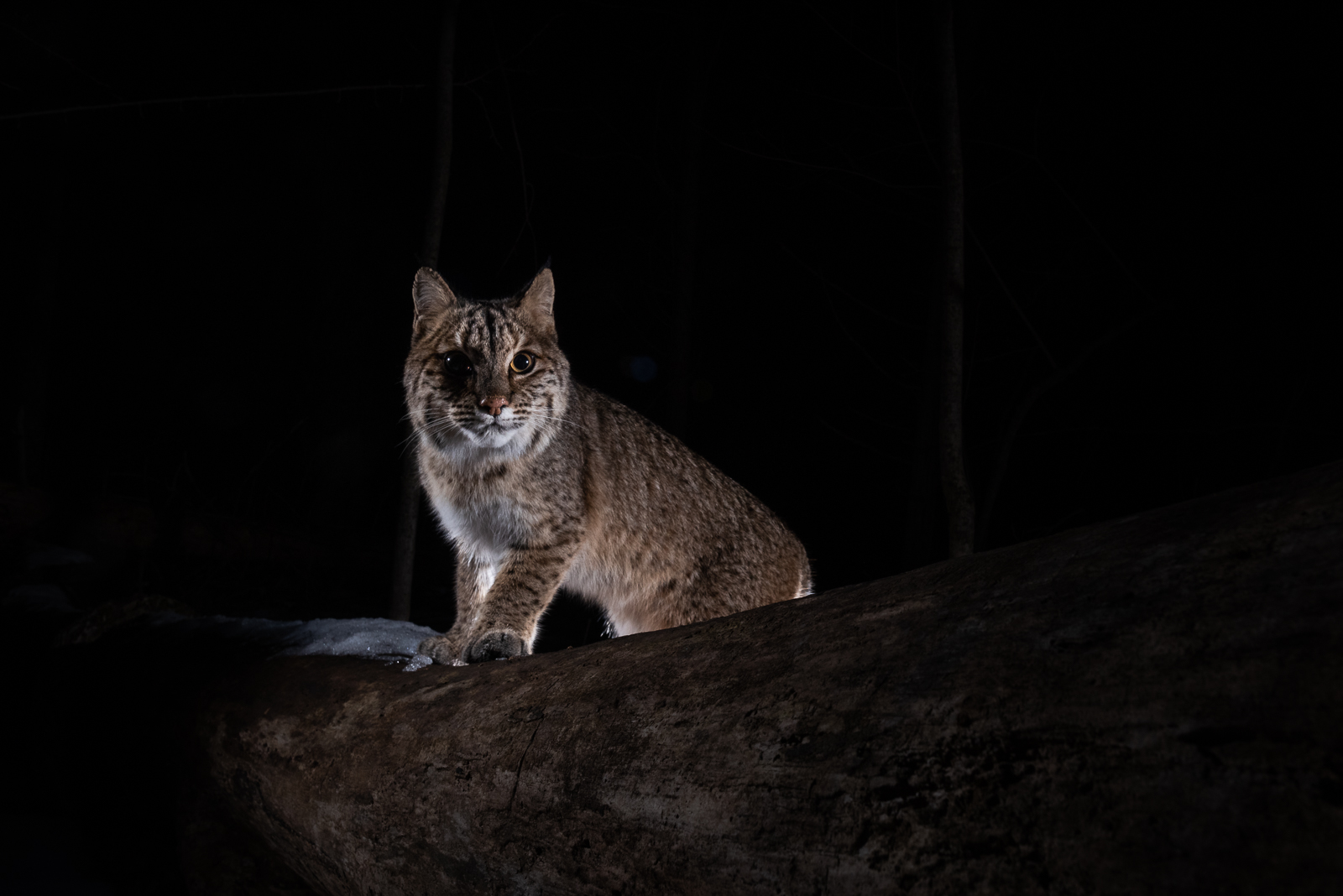 Bobcat, Farmington, Connecticut