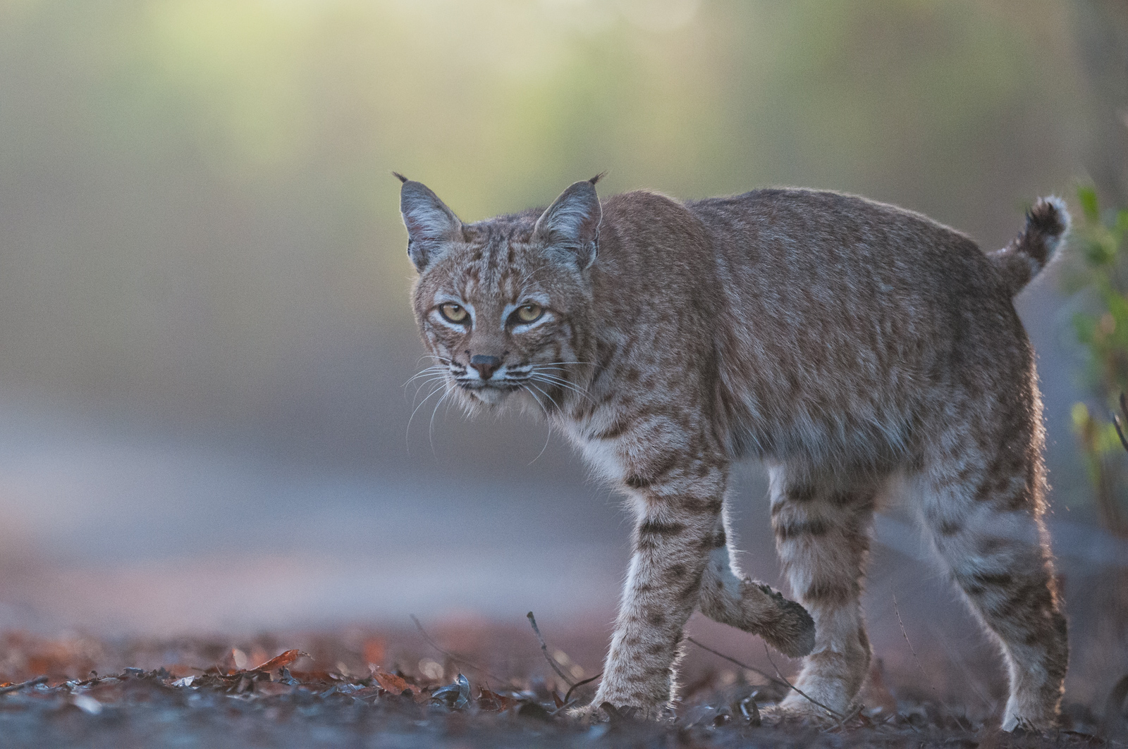 Bobcat, San Joaquin Wildlife Sanctuary, Irvine, California