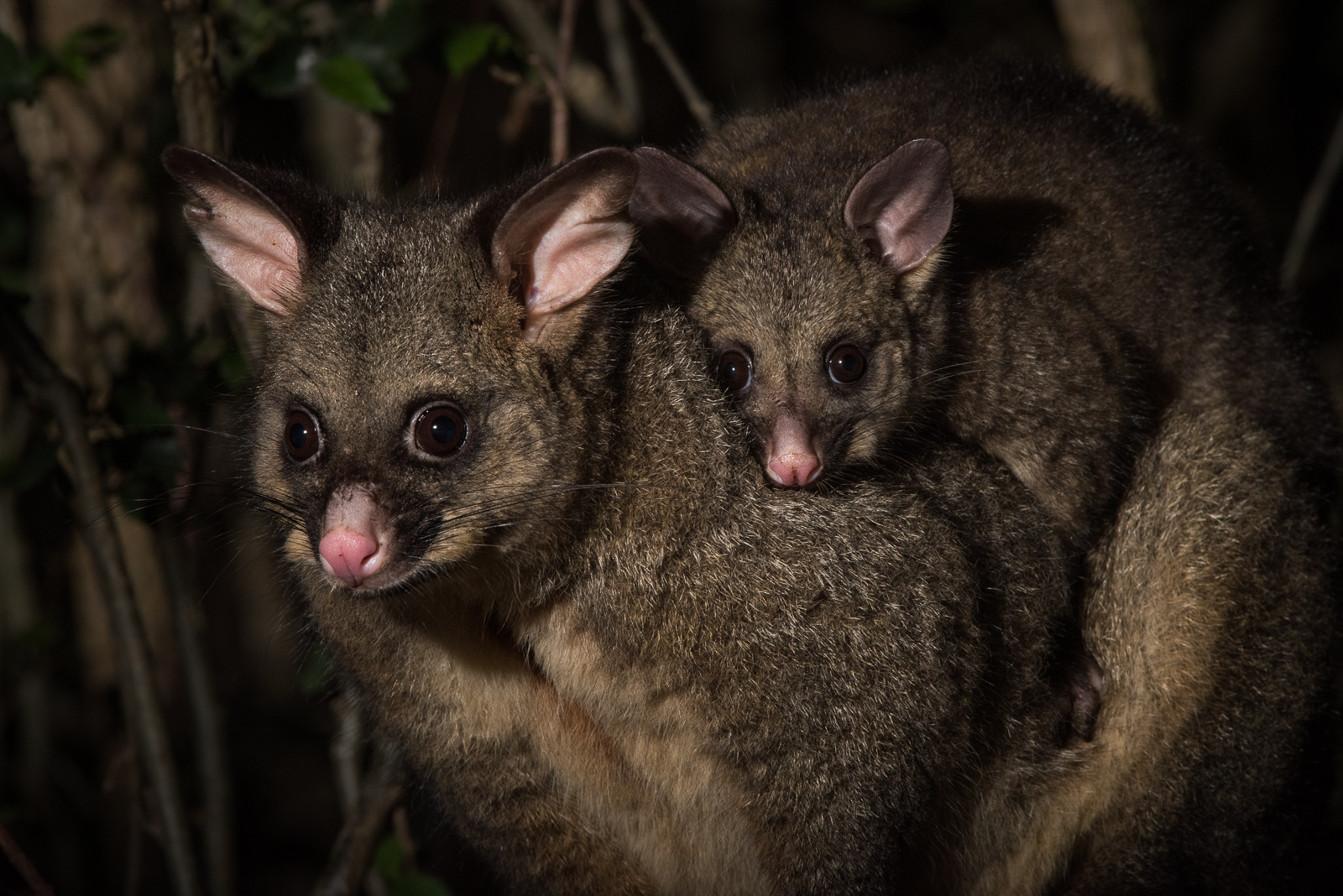 Brushtail Possum Mother and Joey, Tasmania, Australia
