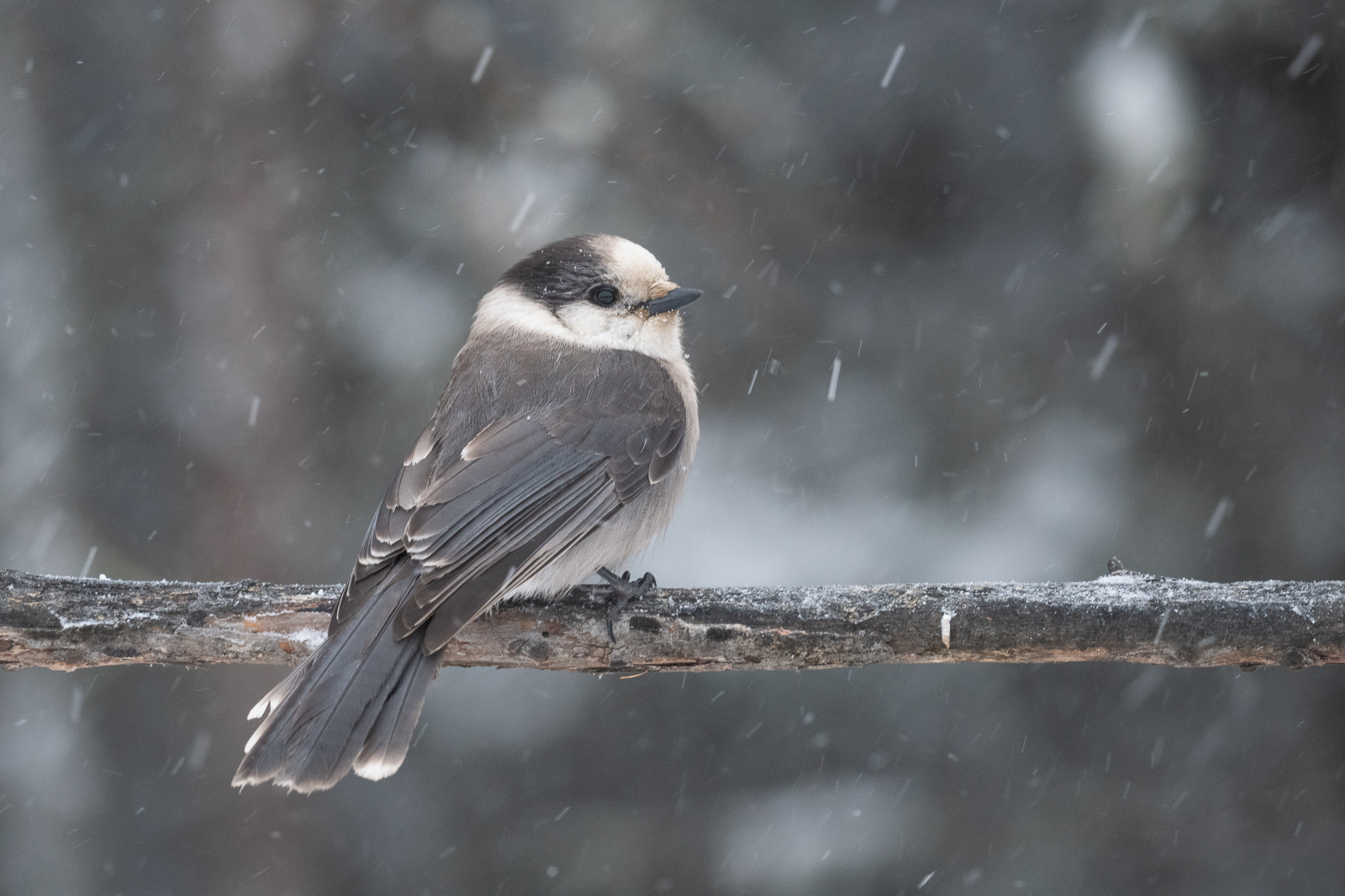 Canada Jay, Northern Minnesota