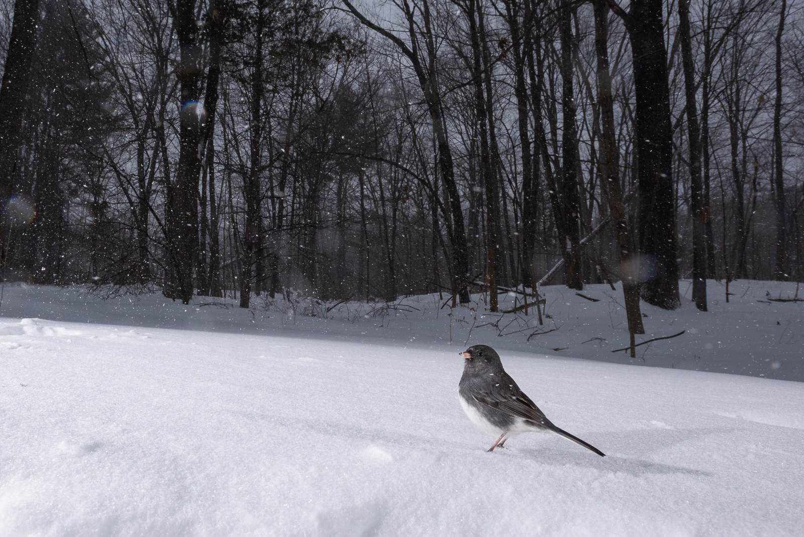 Dark-Eyed Junco, Farmington, Connecticut