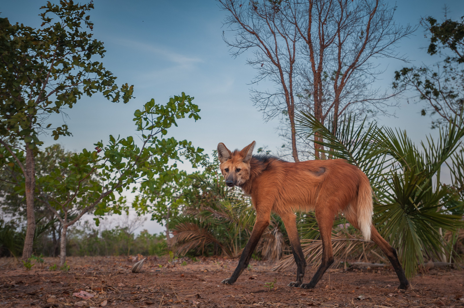 Maned Wolf, Piaui State, Brazil