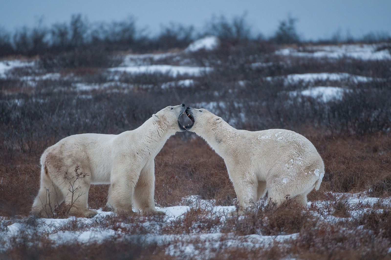 Polar Bears, Seal River, Northern Manitoba, Canada