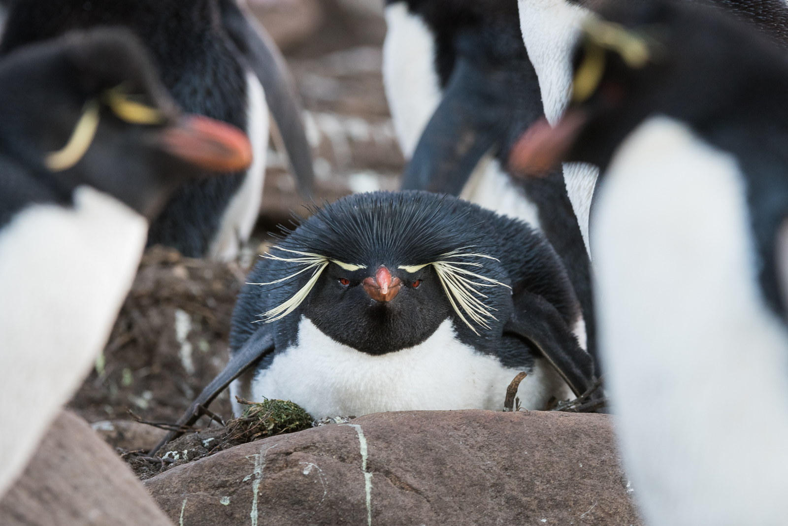 Rockhopper Penguin, Saunders Island, Falkland Islands