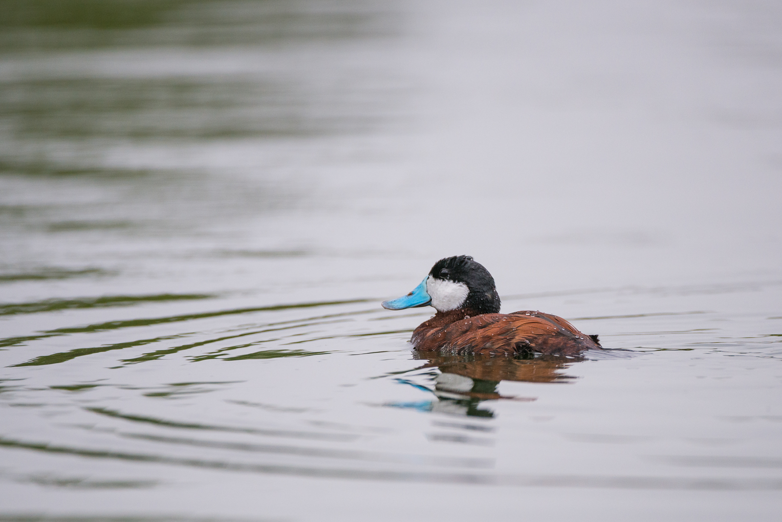 Ruddy Duck, San Joaquin Wildlife Sanctuary, Irvine, California
