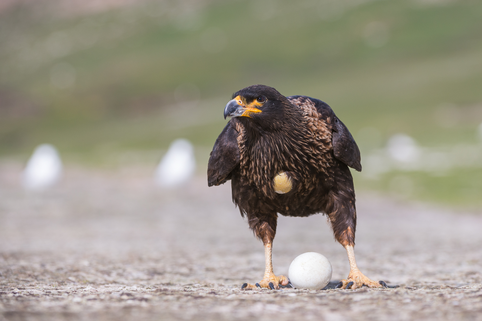 Striated Caracara, Saunders Island, Falkland Islands