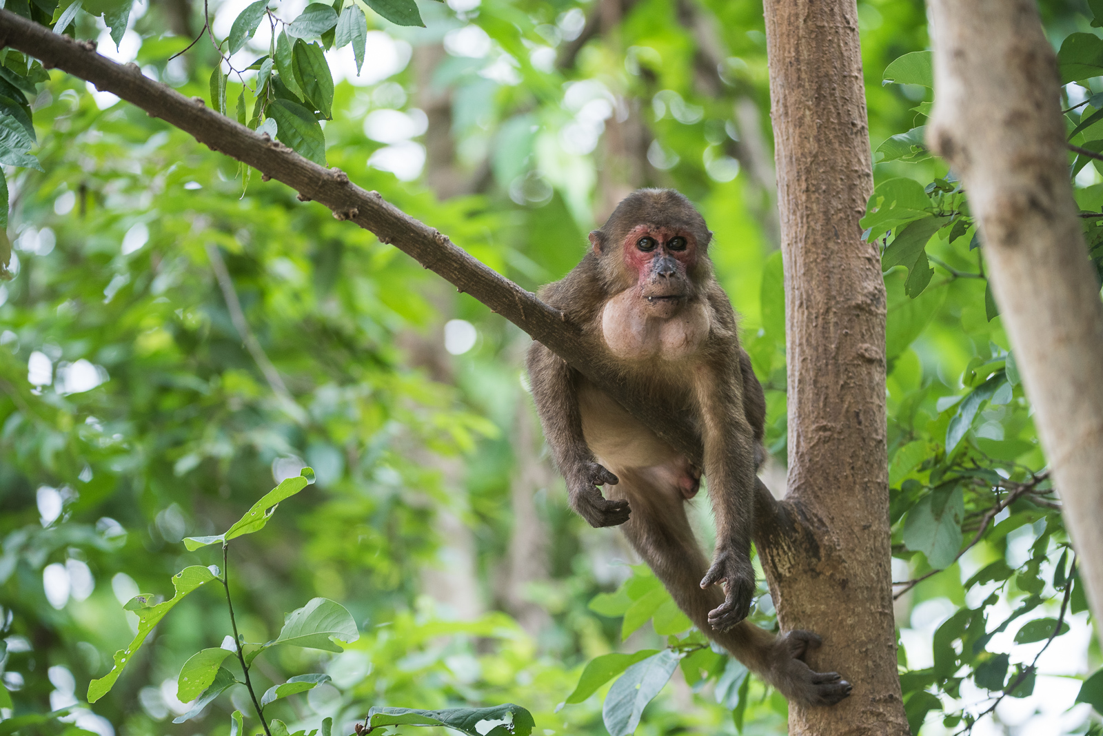 Stump-Tailed Macaque, Thailand
