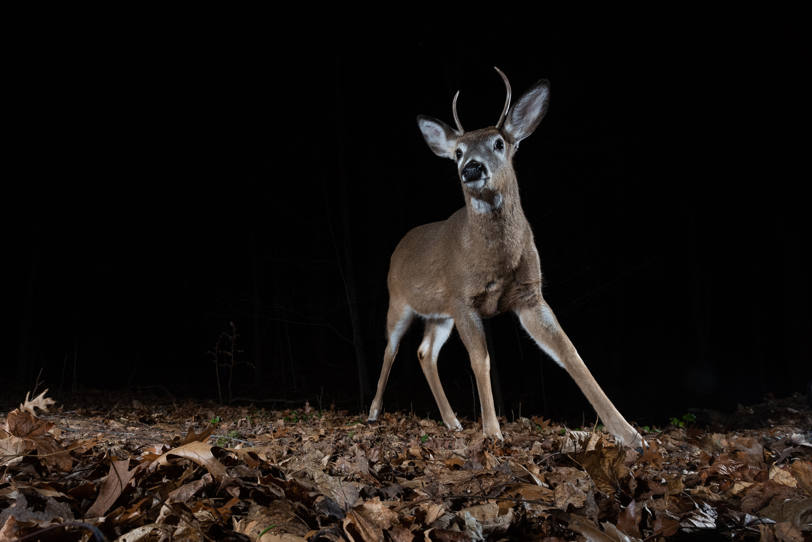 White-Tailed Deer Buck, Farmington, Connecticut