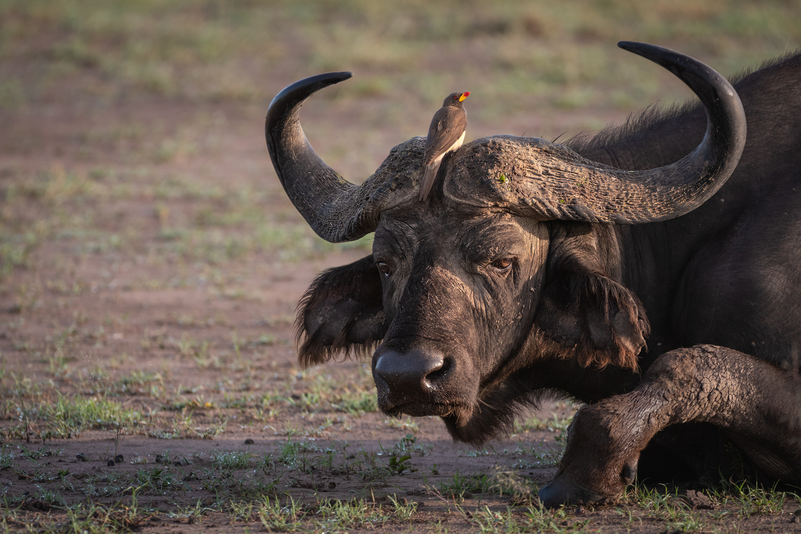 Cape Buffalo and Oxpecker, Masai Mara, Kenya