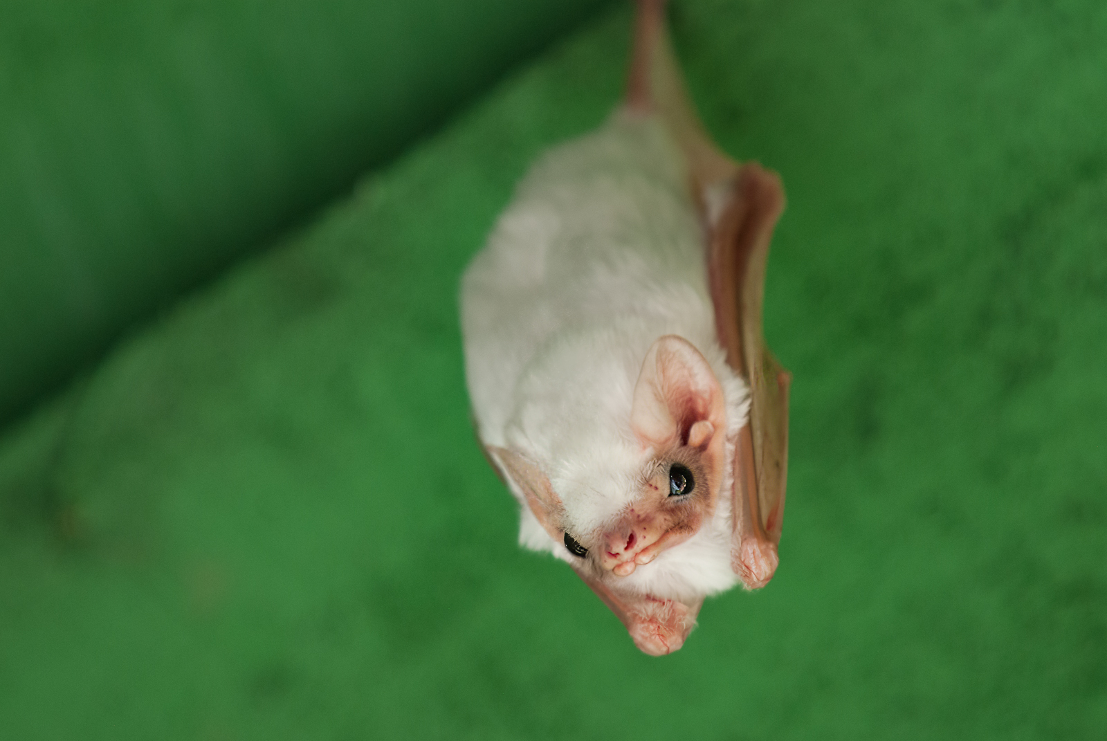 Northern Ghost Bat, Pavones, Costa Rica