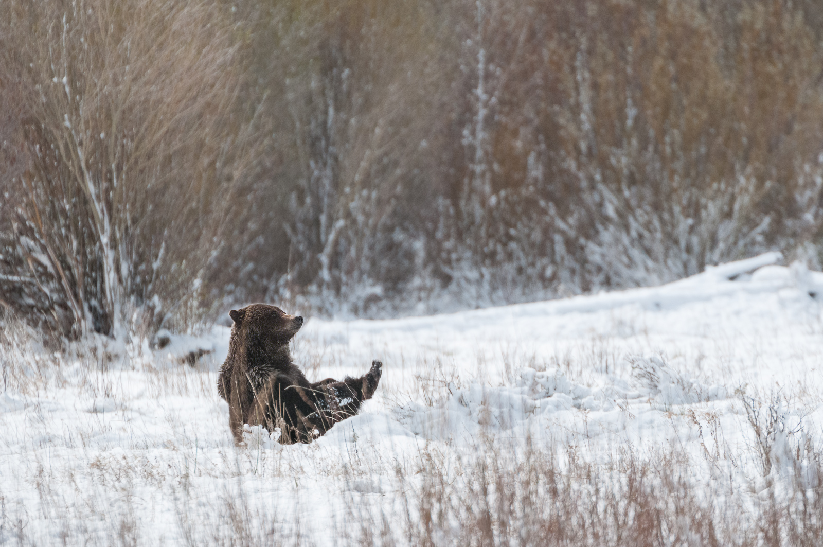 Grizzly in Snow, Yellowstone National Park, Wyoming