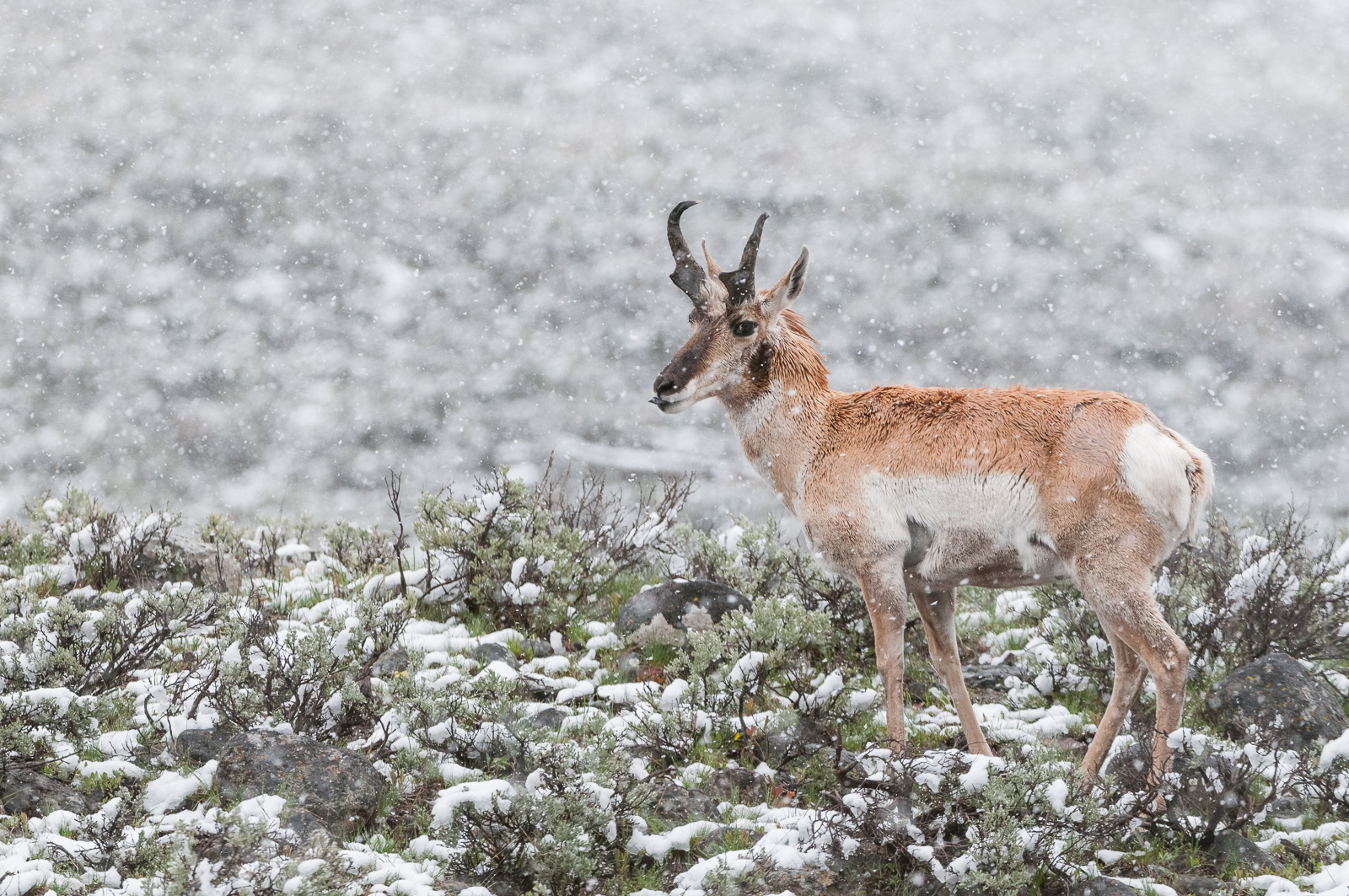 Pronghorn in Snow, Yellowstone National Park, Wyoming