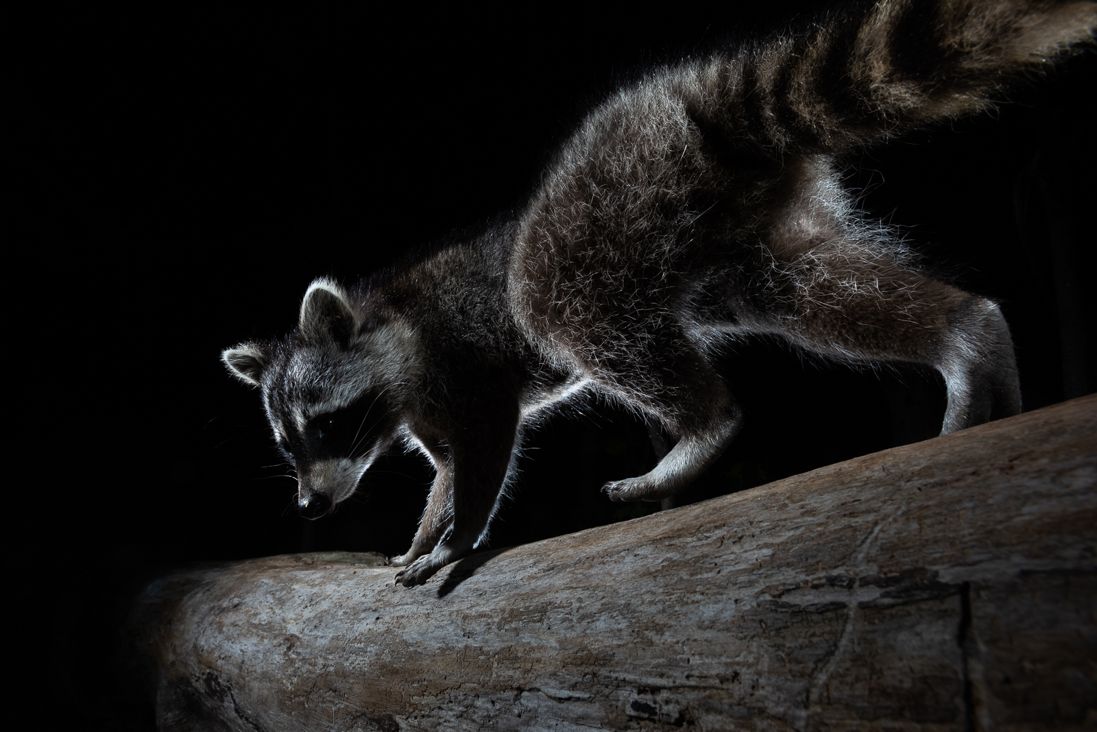 Raccoon, Farmington, Connecticut