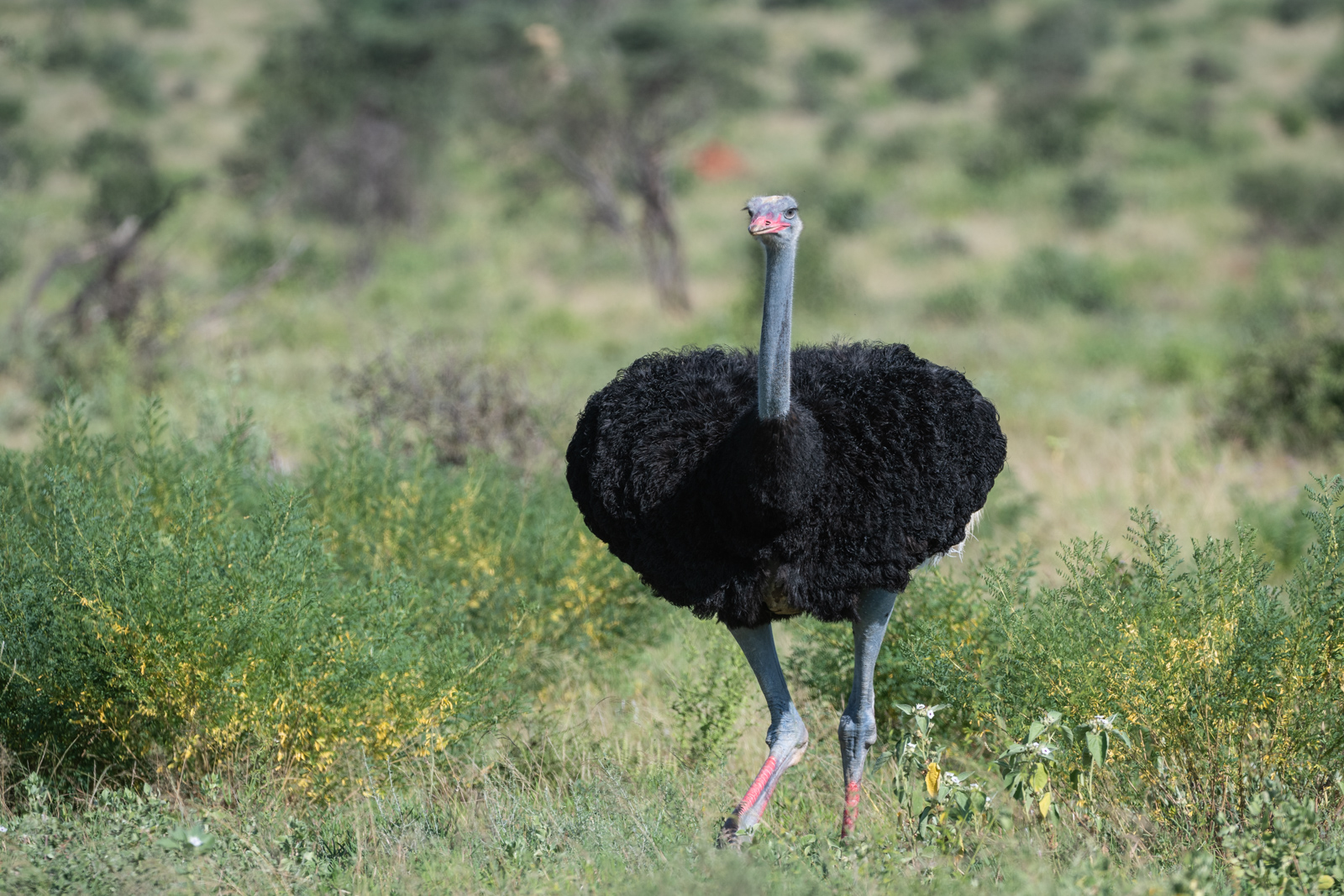 Somali Ostrich