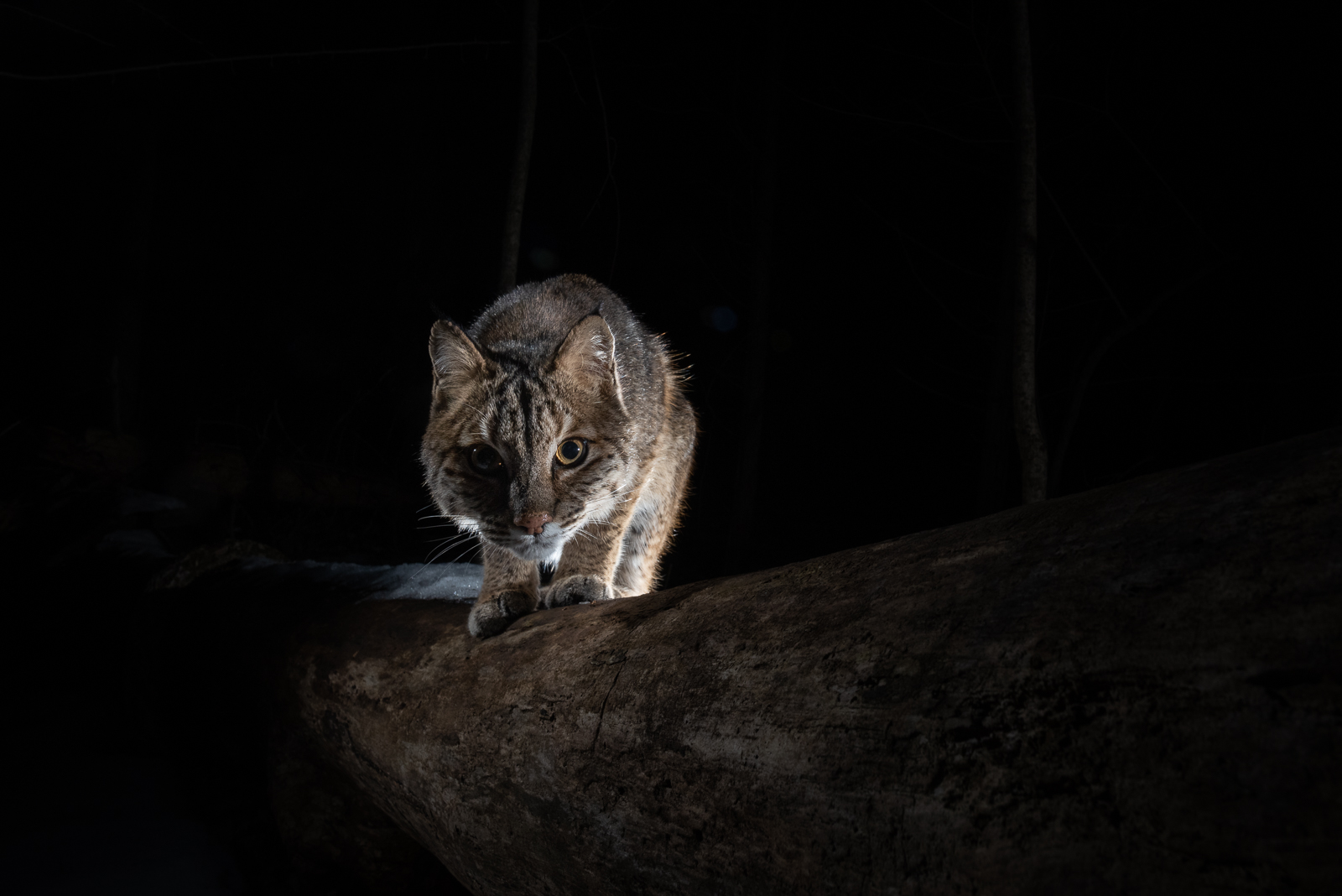 Bobcat, Farmington, Connecticut