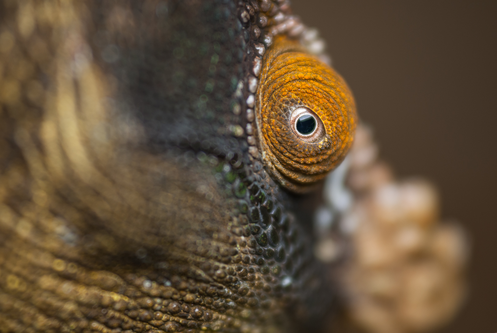 Chameleon Eye, Madagascar