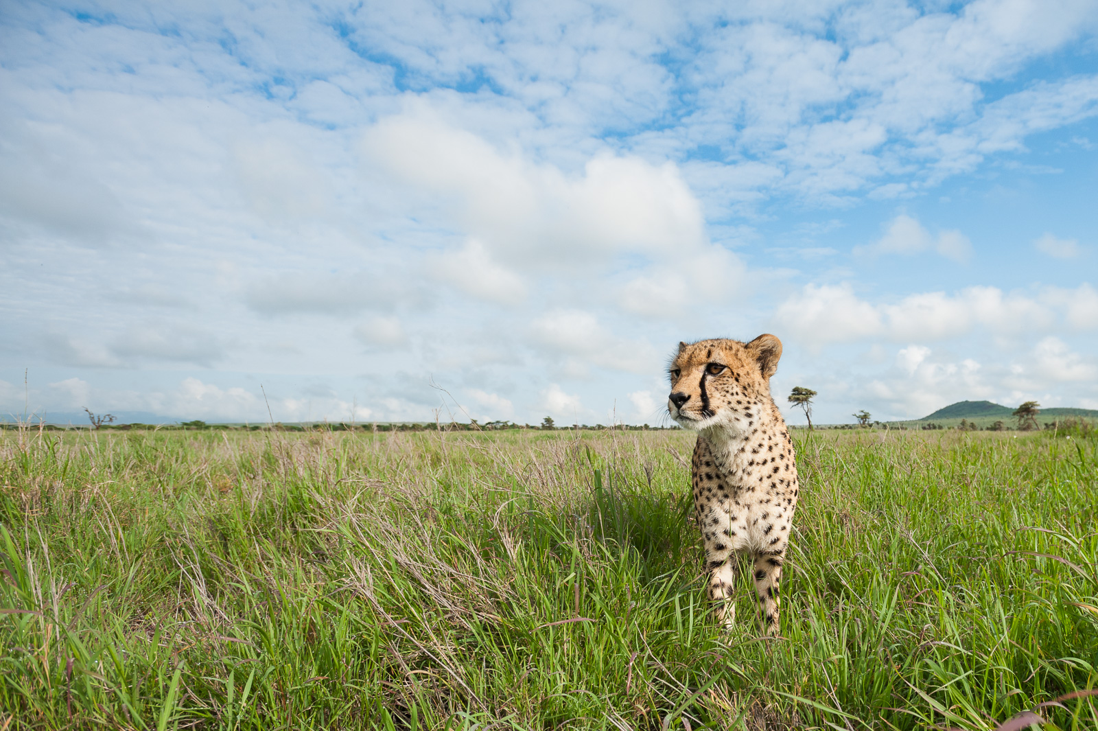 Cheetah on the Savanna, Lewa Conservancy, Kenya