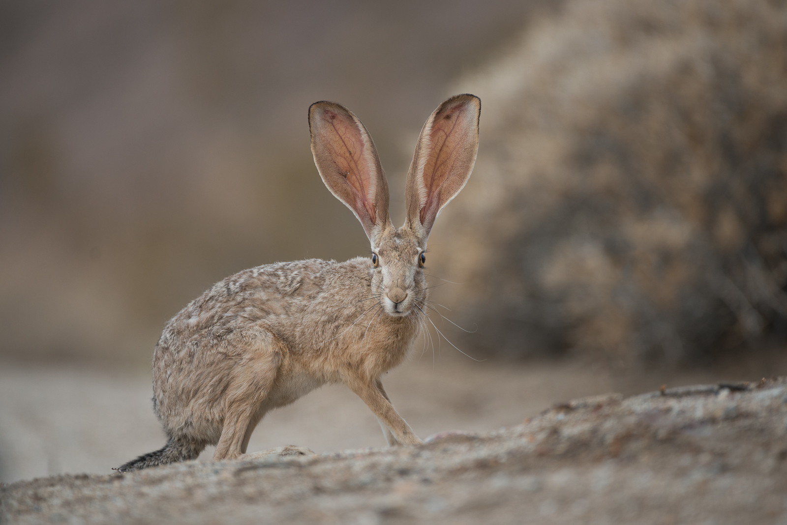 Black-Tailed Jackrabbit, Anza-Borrego Desert State Park, California
